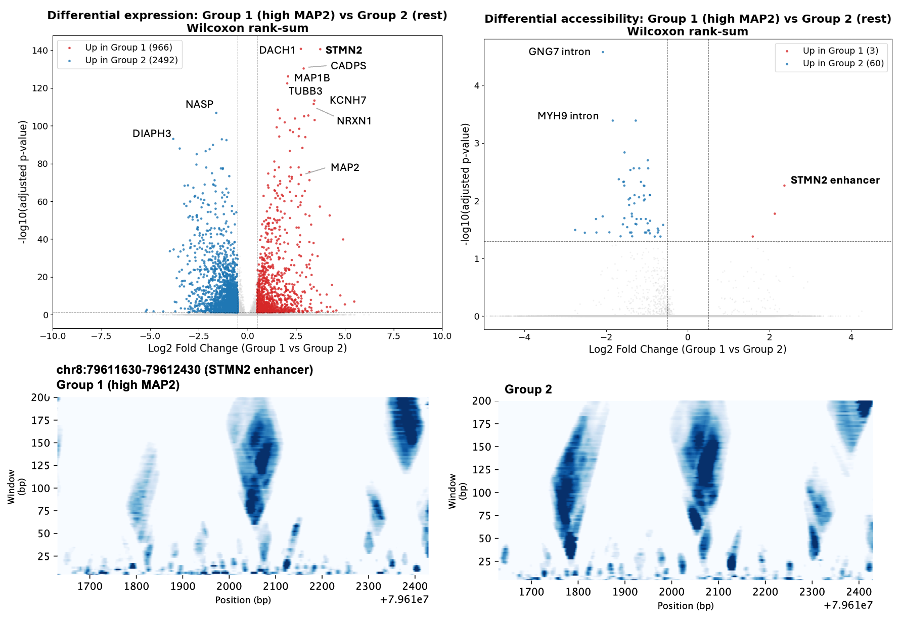 Figure 3. Gene expression