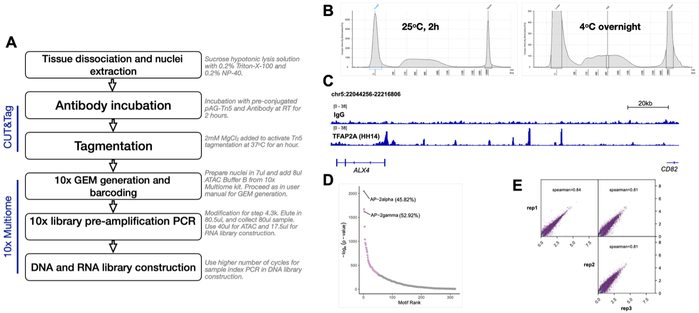 Figure 1. CUT&Tag adaptation for TFAP2A in the chick embryo Multiome assay