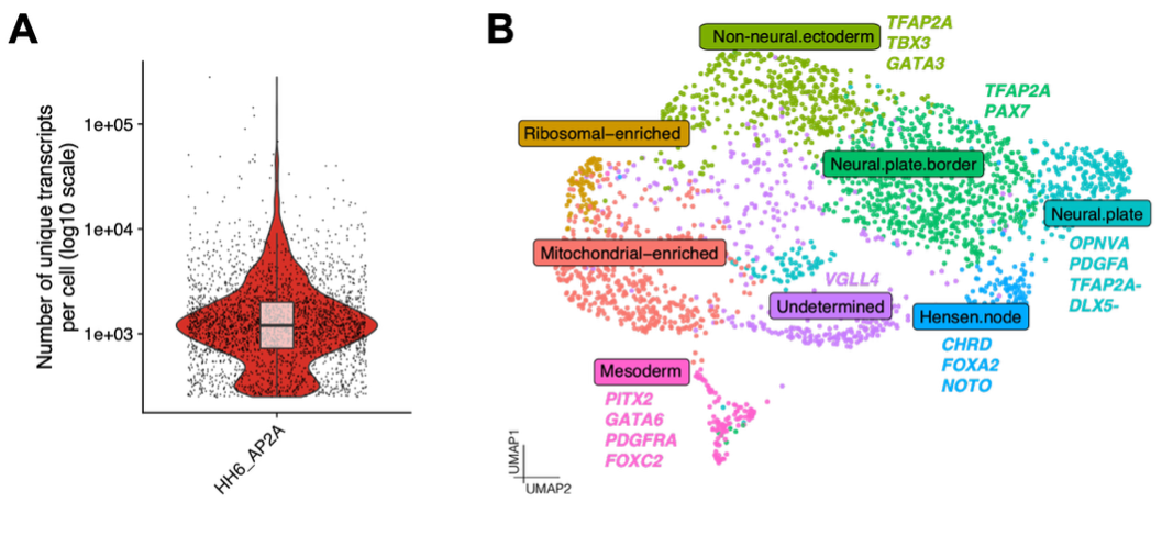 Figure 1. CUT&Tag adaptation for TFAP2A in the chick embryo Multiome assay