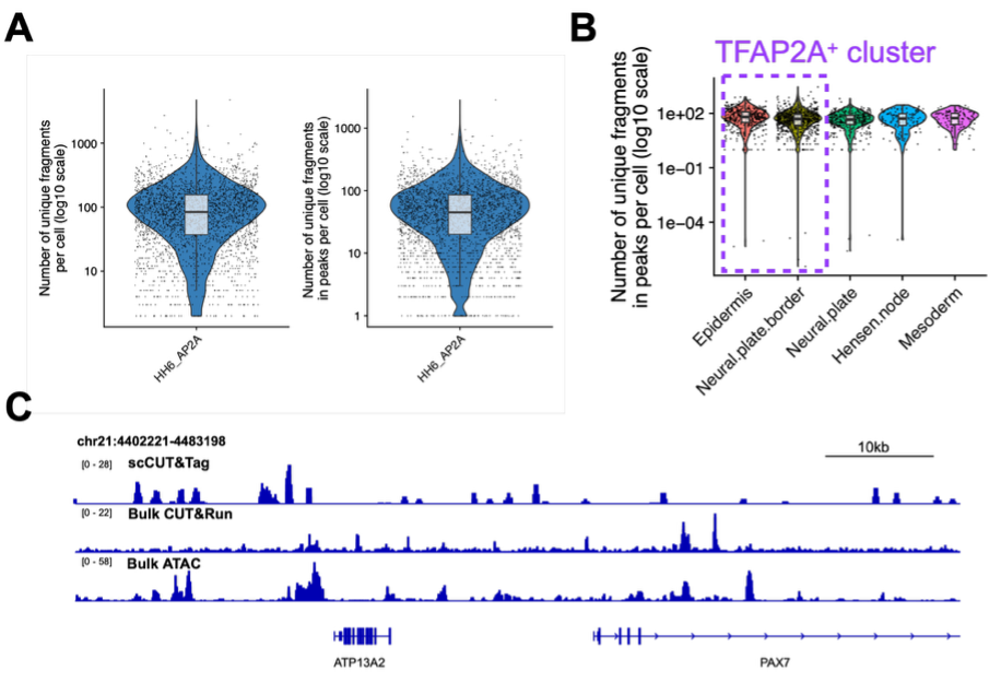 Figure 3. CUT&Tag adaptation for TFAP2A in the chick embryo Multiome assay