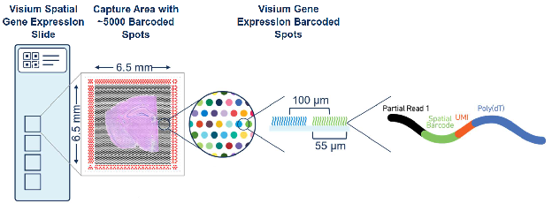 Visium spatial gene expression slide assay